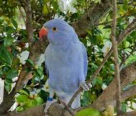 Lost Indian Ringneck Parakeet