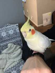 Lost Cockatiel