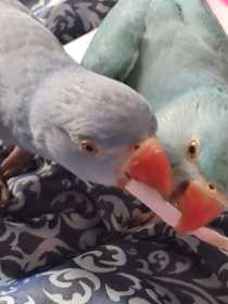 Lost Indian Ringneck Parakeet