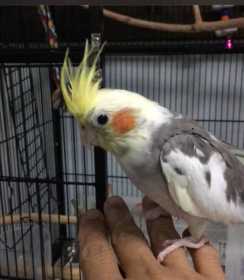 Lost Cockatiel