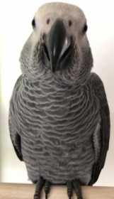 Lost African Grey