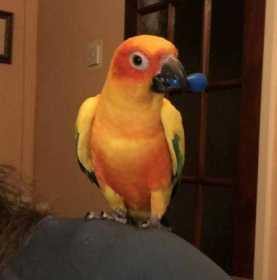 Lost Conure