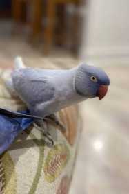 Lost Indian Ringneck Parakeet