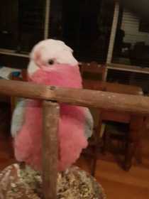 Lost Galah Cockatoo