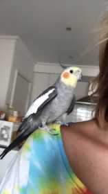 Lost Cockatiel