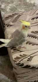 Lost Cockatiel