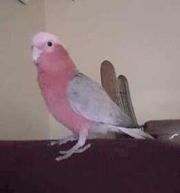 Lost Galah Cockatoo