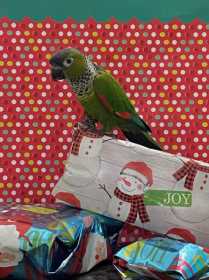 Lost Conure