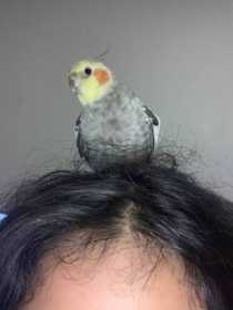 Lost Cockatiel