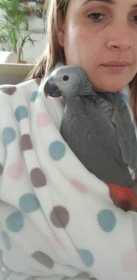 Lost African Grey