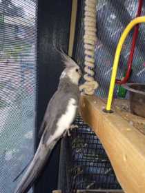 Lost Cockatiel