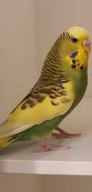 Lost Budgerigar