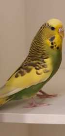 Lost Budgerigar