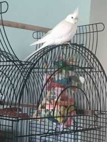 Lost Cockatiel