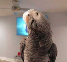 Lost African Grey