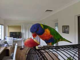 Lost Lory / Lorikeet