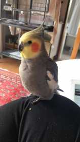 Lost Cockatiel