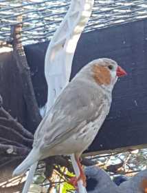 Lost Finch