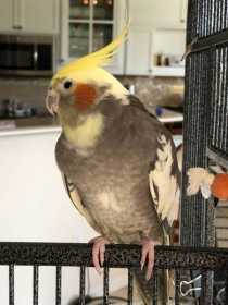 Lost Cockatiel