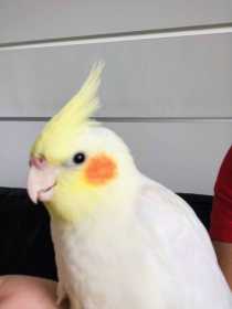 Lost Cockatiel