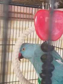 Lost Indian Ringneck Parakeet