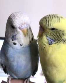 Lost Budgerigar