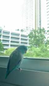 Lost Parrotlet