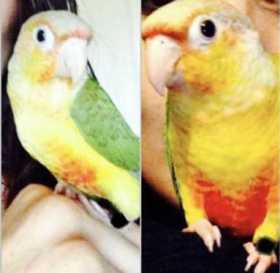 Lost Conure