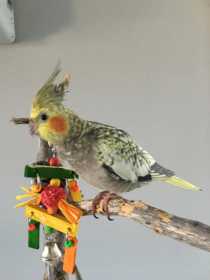Lost Cockatiel