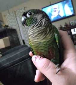 Lost Conure