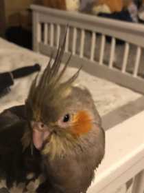 Lost Cockatiel