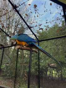 Lost Macaw