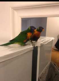 Lost Lory / Lorikeet