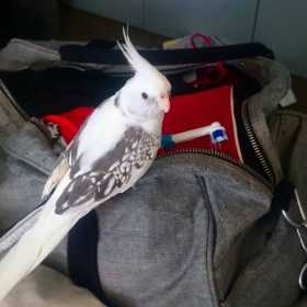 Lost Cockatiel