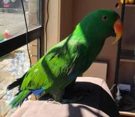 Lost Eclectus