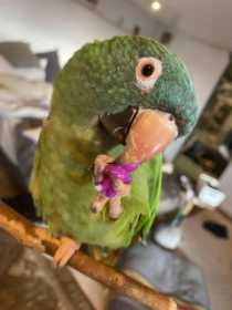 Lost Conure