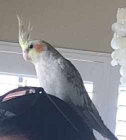 Lost Cockatiel