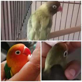 Lost Lovebird