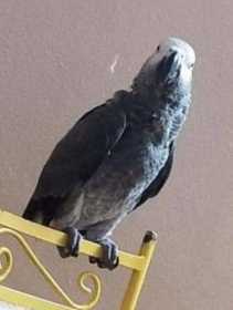 Lost African Grey
