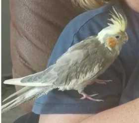 Lost Cockatiel