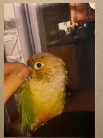 Lost Conure