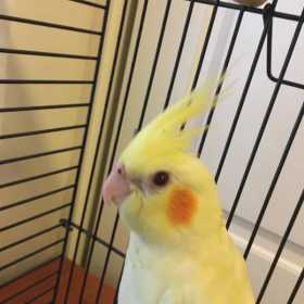 Lost Cockatiel