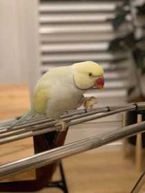 Lost Indian Ringneck Parakeet