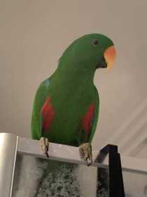 Lost Eclectus
