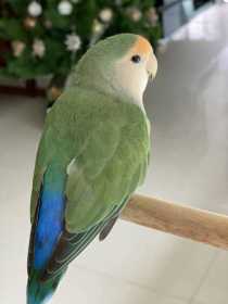 Lost Lovebird