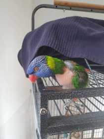 Lost Lory / Lorikeet