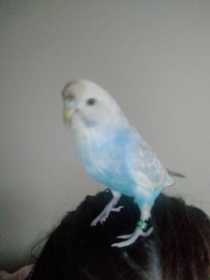 Lost Budgerigar