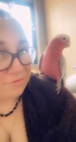 Lost Galah Cockatoo