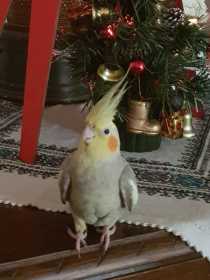 Lost Cockatiel