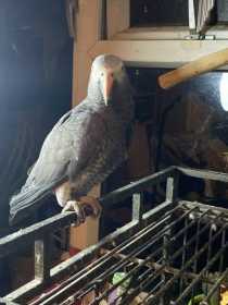 Lost African Grey